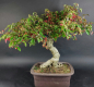 Preview: Bonsai - Euonymus alatus